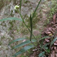 Tropidia bambusifolia (Thwaites) Trimen